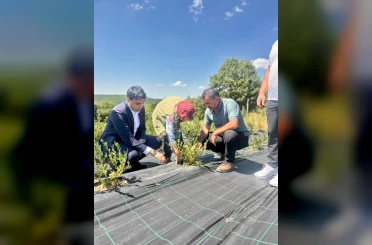 Bilecik’te yaban mersini hasadı yerinde incelendi 
