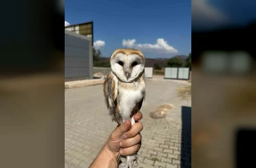 Bilecik’te yaralı halde bulunan peçeli baykuş tedavisinin ardından doğaya bırakıldı 