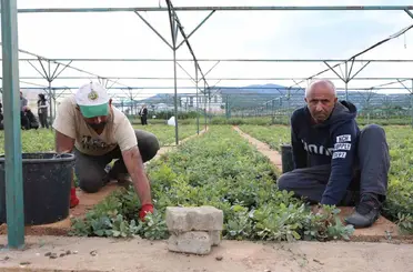 Bingöl’de 72 dönümlük fidanlıkta 18 farklı türde üretim yapılıyor
