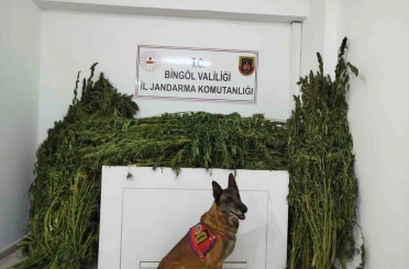 Bingöl’de 91 kilo esrar ele geçirildi 