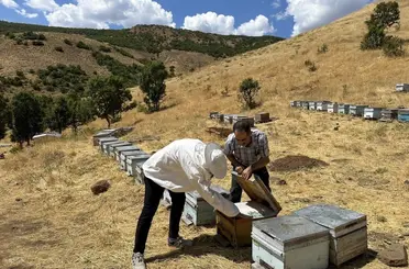 Bingöl’de arıcılara destekleme ve hastalık denetimi
