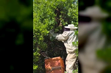 Bingöl’de kovandan firar eden binlerce arı meşe ağacına oğul verdi 