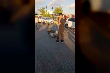 Bingöl’de otomobilin çarptığı eşek telef oldu 