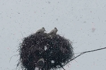 Bingöl’e erken gelen leylekler kara yakalandı 