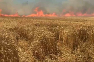 Bir sigara keyfi buğday tarlasını kül etti 
