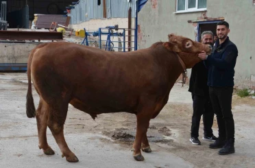 Bir ton 140 kilogramlık kurbanlık dana 575 bin liraya alıcı buldu 