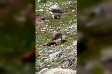 Bir yandan yakaladığı dağ keçisin yiyen kurt, diğer yandan havada süzülen akbabalar 