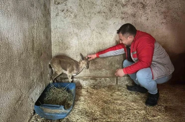 Bitkin halde bulunan yaban keçisi tedavi altına alındı 