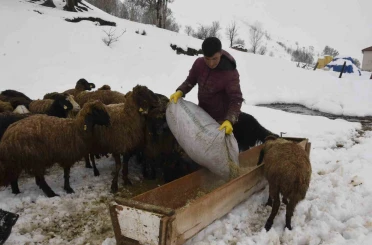 Bitlis’te kış mevsiminin uzaması küçükbaş hayvancılığı vurdu 