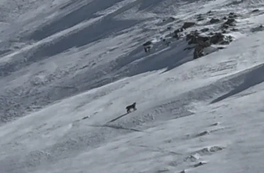 Bitlis’te nesli tehlike altında olan vaşak görüntülendi 