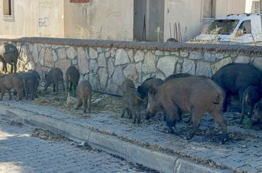 Bodrum’da gündüz vakti domuz sürüsü mahalleye indi 
