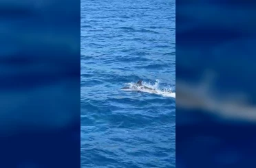 Bodrum’da tekneye sürpriz misafir 