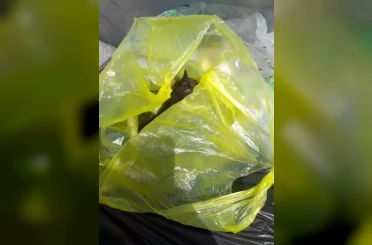 Bodrum’da yürekleri sızlatan vicdansızlık 