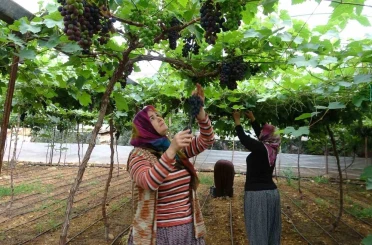 Bölgenin siyah incisi üzümde hasat başladı 