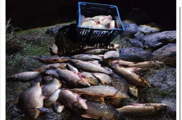 Bolu’da 250 kilo ağırlığındaki 100 canlı sazan balığı kurtarıldı 
