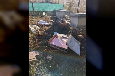 Bolu’da aç kalan ayı arı kovanlarını parçaladı 