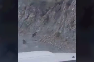 Bolu’da anne ayı ve yavrusu korkuyla dağa tırmandı, o anlar kamerada 
