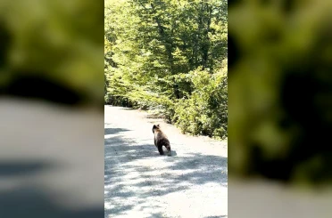 Bolu’da aracın önünde koşan ayı kameraya yansıdı 