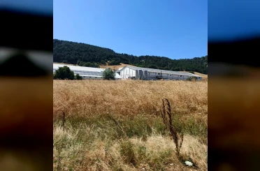 Bolu’da hindi çiftliğinde korkutan yangın: Facianın eşiğinden dönüldü 