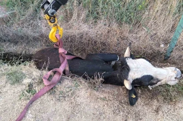 Bolu’da kanala düşen inek için itfaiye seferber oldu 