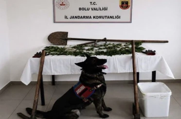 Bolu’da kenevir bahçesi oluşturan şüpheli tutuklandı 