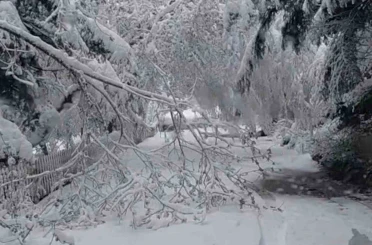 Bolu’da mayıs karı ağaç dallarını kırdı 
