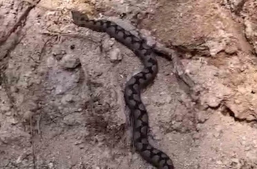 Bolu’da odun yığınları arasında nesli tehlike altında olan zehirli yılan görüntülendi 