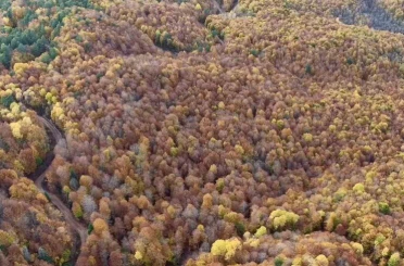 Bolu’da ormanlık alanlarda sonbahar güzelliği 