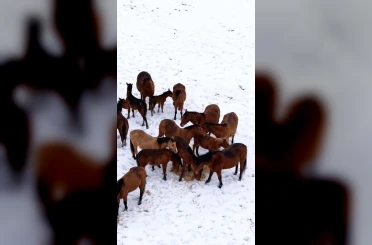 Bolu’da şehir merkezine inen yılkı atlarını belediye ekipleri besledi 