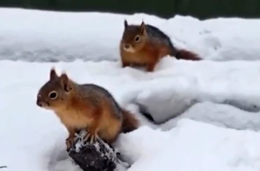 Bolu’da sincapların kar keyfi kamerada 