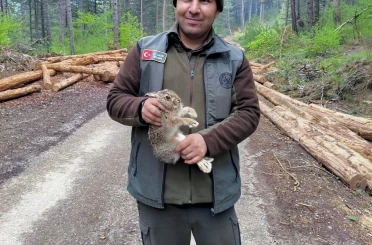 Bolu’da tomrukların arasına sıkışan yavru tavşanı ormancılar kurtardı 