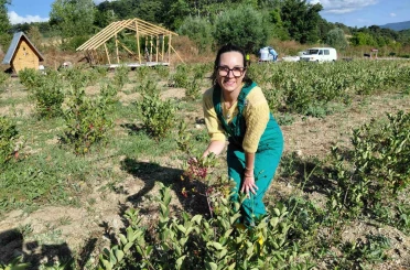 Bolu’da toprakla buluşan şifa kaynağı ’aronya’ hasat için gün sayıyor 