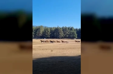 Bolu’da yılkı atlarına kurt saldırdı 