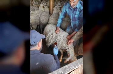 Bolvadin’de küçükbaş hayvanlara yönelik aşılama ve küpeleme çalışması 