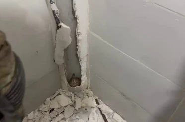 Boruda mahsur kalan kedi duvar kırılarak kurtarıldı 