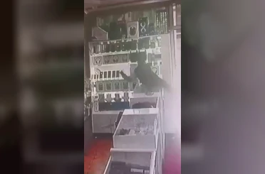 Böyle hırsızlık görülmedi: Masanın üstüne çıkıp vitrindeki telefonları alarak kaçtı 
