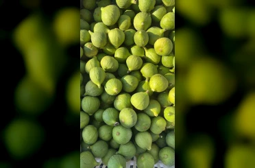 Bozdoğan ileği kalitesiyle üreticilerin ilk tercihi arasında 