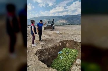 Bozdoğan’da hastalıklı ilekler imha edildi 