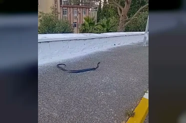 Bozdoğan’da yılanların çiftleşme dansı kamerada 