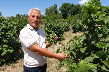 Bozkırın ortasında fındık yetiştirdi 