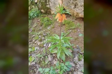 Bu çiçeği koparmanın cezası ikinci el araba fiyatını geçiyor 