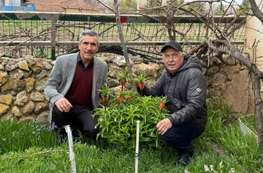 Bu laleleri gözleri gibi koruyorlar 