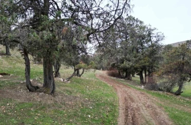 Bu ormana asırlardır balta girmiyor, kuruyup yıkılan ağaçlarda ormanda bırakılıyor 