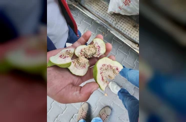 Buharkent’te üreticiler ’belgesiz ilek’ kullanımına karşı uyarıldı 