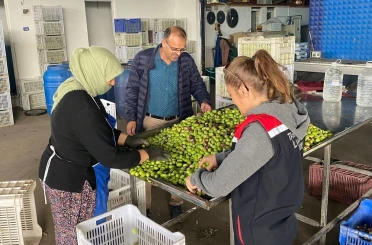 Buharkent’te zeytin rekoltesi ve kalite kontrol çalışmaları sürüyor 