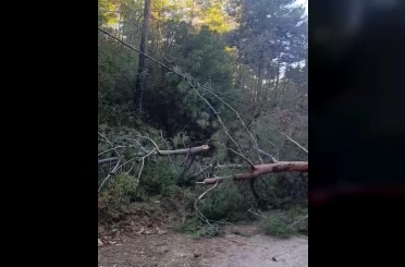 Buldan’da fırtınadan devrilen ağaçlar yolu kapattı 