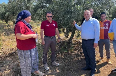 Buldan’da zeytin sineğine karşı fenomen tuzak dağıtıldı 