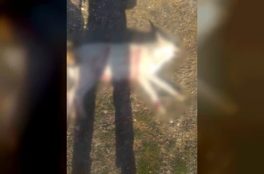 Burdur’da köpeklerin silahla öldürüldüğü iddialarına valilikten açıklama 