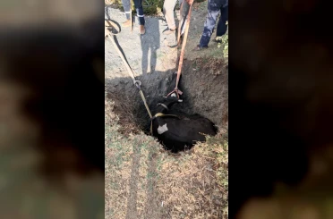 Burdur’da kuyuya düşen inek 2 saatlik çalışmayla kurtarıldı 