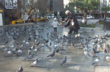 Burhaniye’de güvercinler imece ile besleniyor 